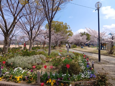 20250406高槻城公園南 (13)
