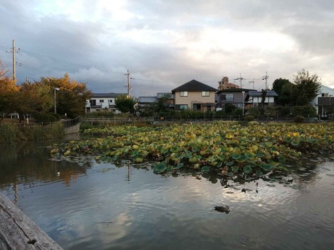 20211022小寺池カモ (3)