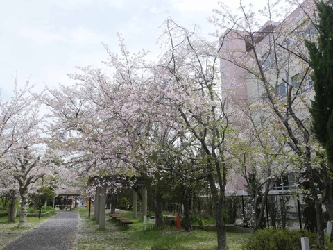 20260406玉川小学校 (9)