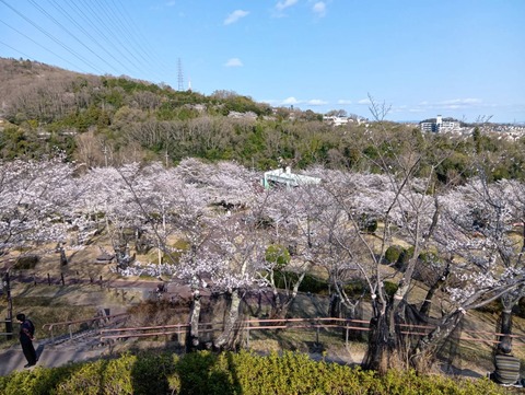 20250404摂津峡 (12)