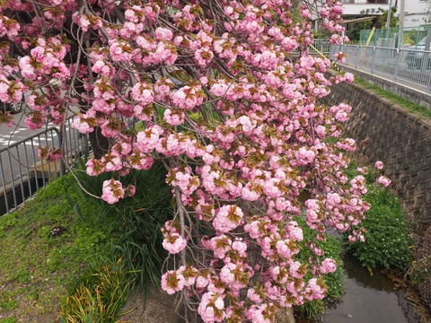 20240417桜 (19)