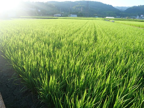 20240801稲 (8)