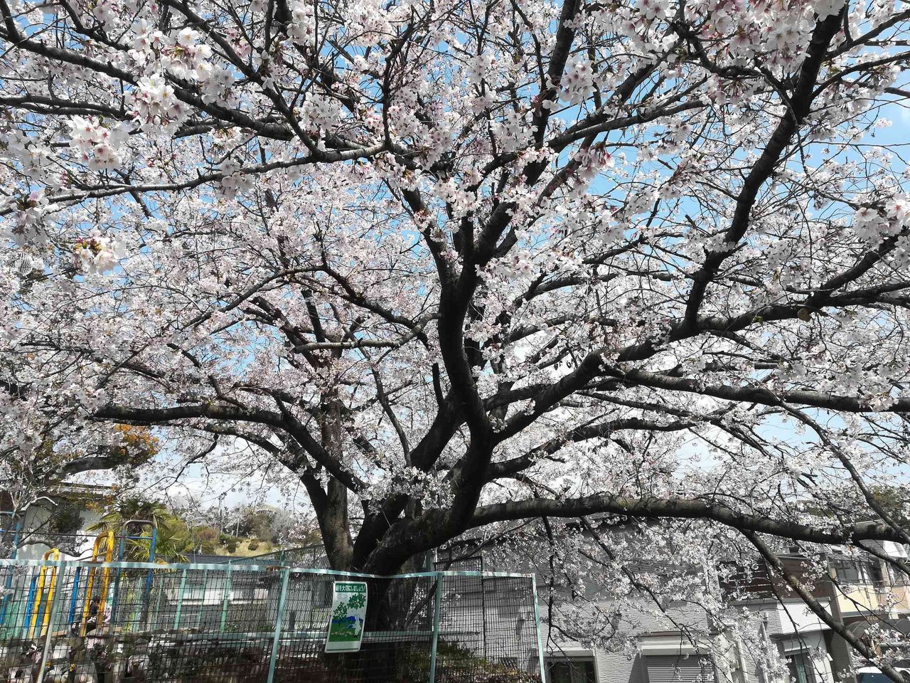 真上町の桜 Jtの桜 筒井池のしだれ桜 番田水路横の桜のトンネル 19年4月8日時点 高槻network新聞 真上町の桜 Jtの桜 筒井池のしだれ桜 番田水路横の桜のトンネル 19年4月8日時点 高槻network新聞