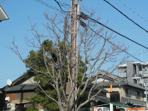 20260317商工会議所前 (1)