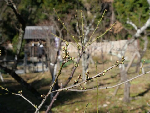 20250126上宮天満宮 (20)