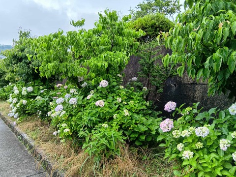 20250611北清水小学校あじさい (10)