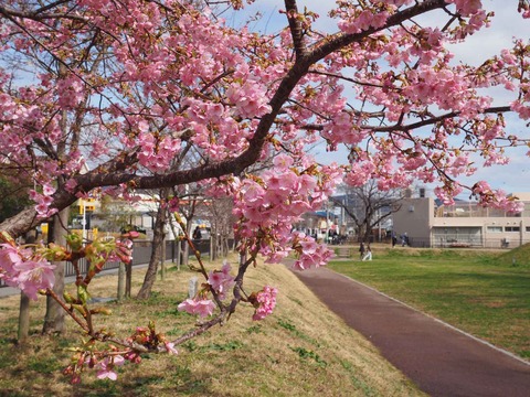 20240224今城塚古墳公園 (8)