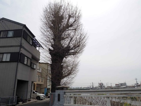 20240406大イチョウ