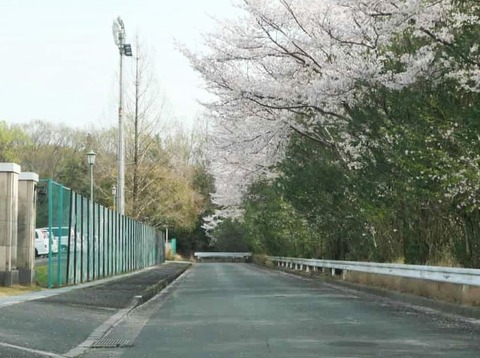 20250408桜 (22)