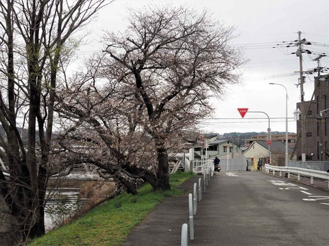 20230324芥川桜堤 (2)