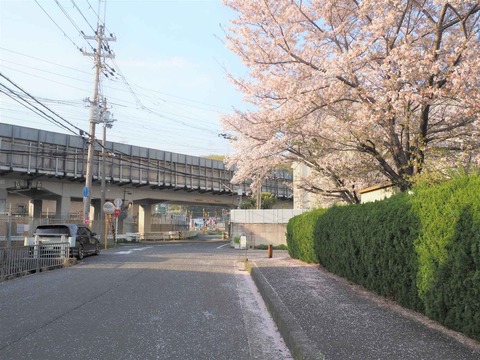 20230401桜 (14)