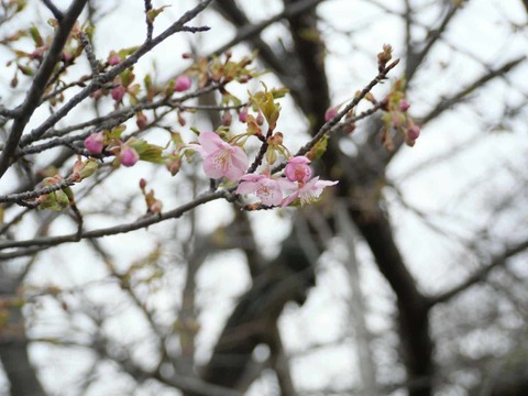 20250308河津桜 (4)