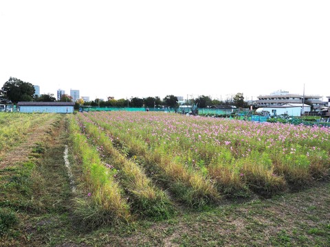 20231111郡家新町 (1)