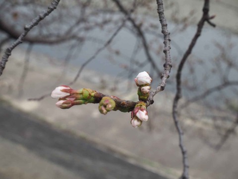 20230321芥川桜堤 (10)