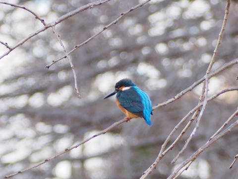 20220306カワセミ (7)