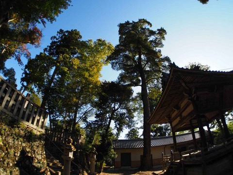 20221029八阪神社 (4)