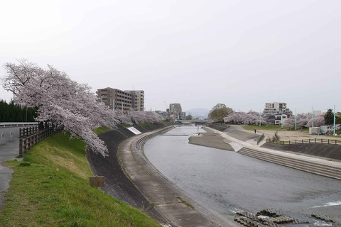 20200403sakura2