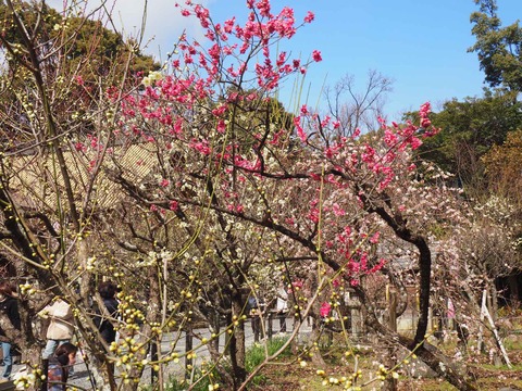 20230225天神祭り (74)