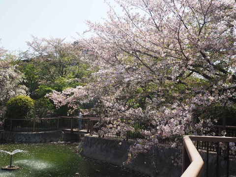 20240414桜 (18)