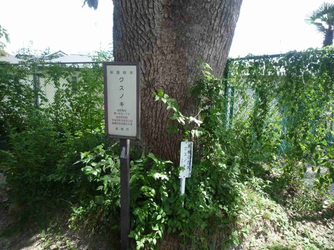 makami_kusu_2017_4