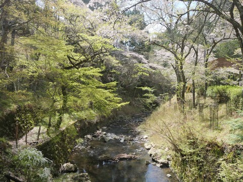 20260412府道号桜新緑 (24)