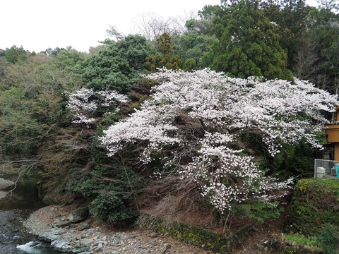 20230325原の桜 (17)