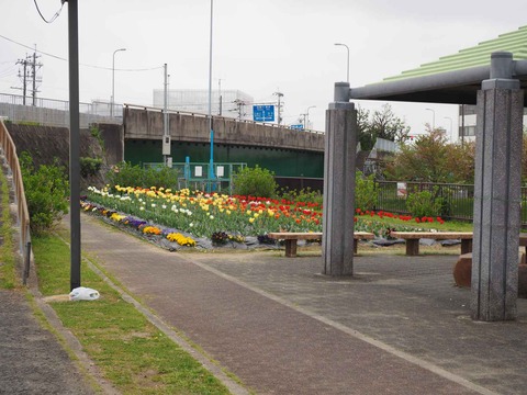 20220413三箇牧チューリップ (8)