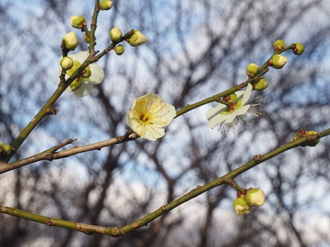 20200130高槻城公園梅 (4)