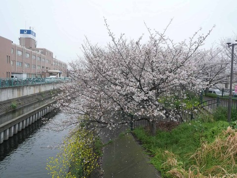 20260401玉川桜 (30)