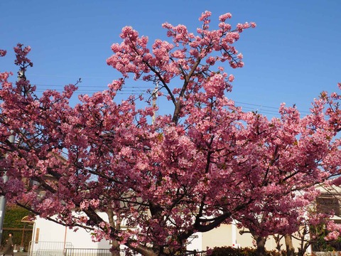 20230311河津桜 (4)