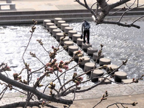 20220320桜芥川 (13)