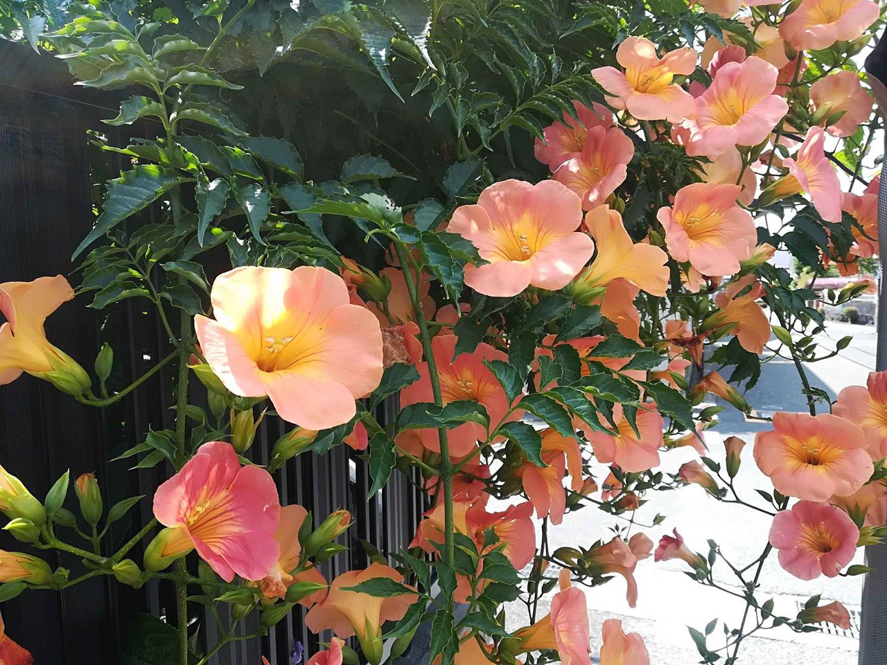 高槻の街かどで咲いてきているこの花は何 オレンジの花が特徴 19年 高槻network新聞