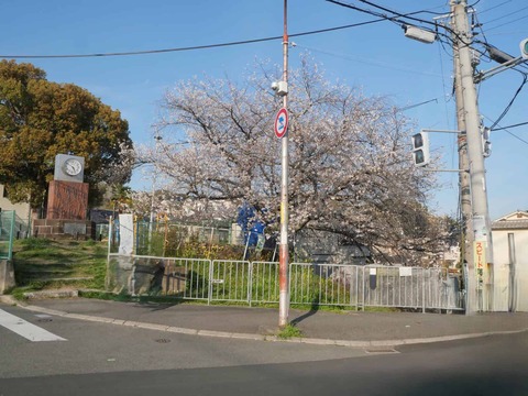 202604033桜 (18)
