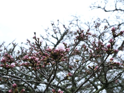 20260331桜 (121)