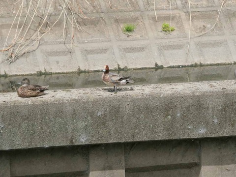 20260406玉川カモ (7)