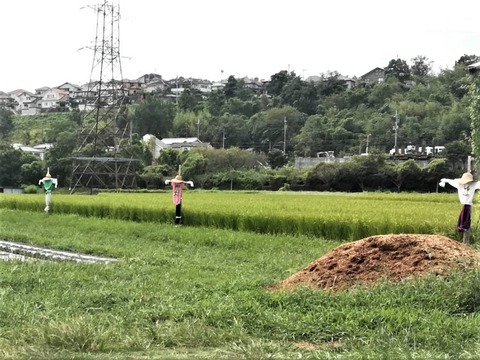 20230908塚脇 (3)