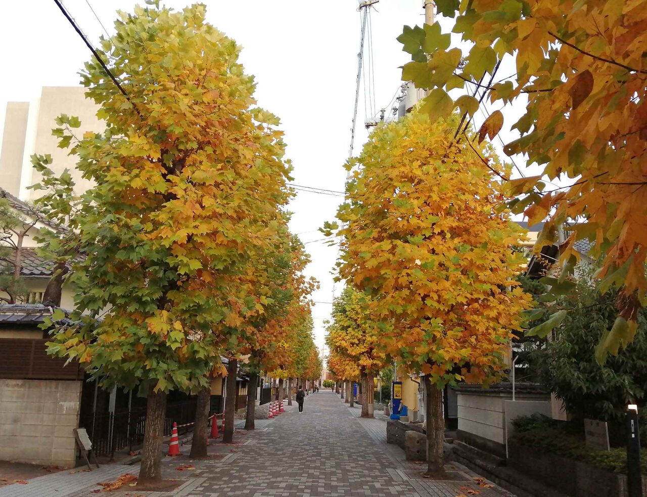 城北町 ポプラ並木の葉っぱが生い茂って復活してる 22年6月 高槻network新聞