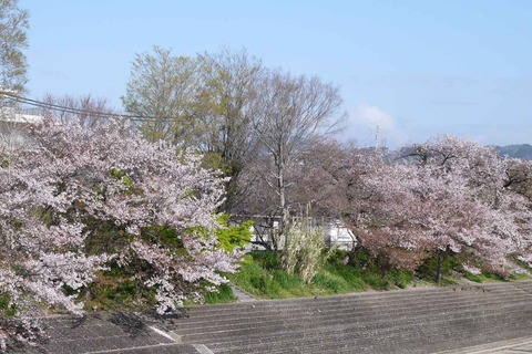 20200414sakura4