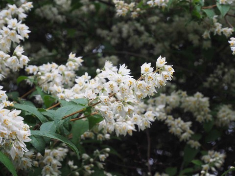 20220515うの花 (21)