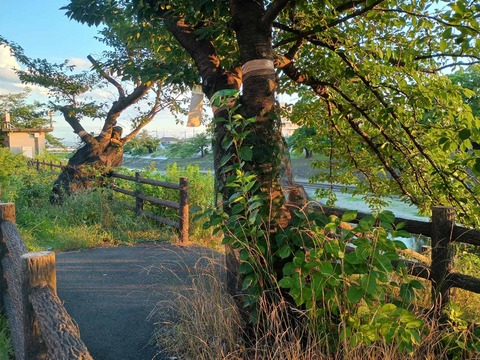 20250725桜伐採予定 (3)