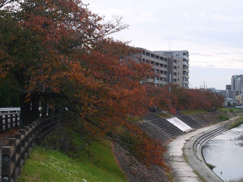 koyo2018_11