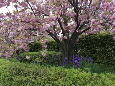 20240417桜 (1)