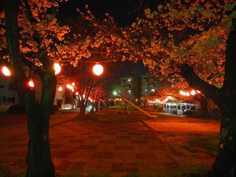 20230327柱本新町桜 (2)