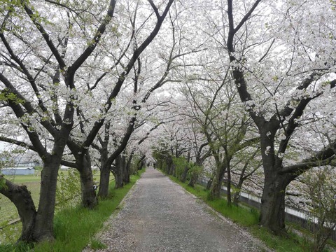 20260406桜 (90)