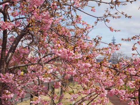 20240224今城塚古墳公園 (6)