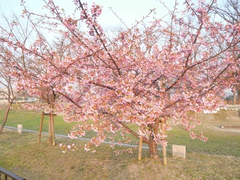 20250321今城河津桜 (6)