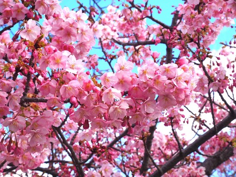 20240302筒井池公園 (1)