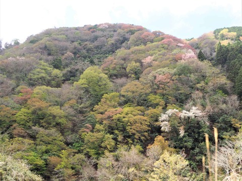20230408樫田方面桜 (2)