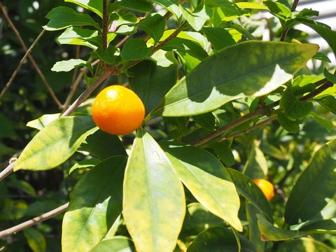 20230511キンカン (7)