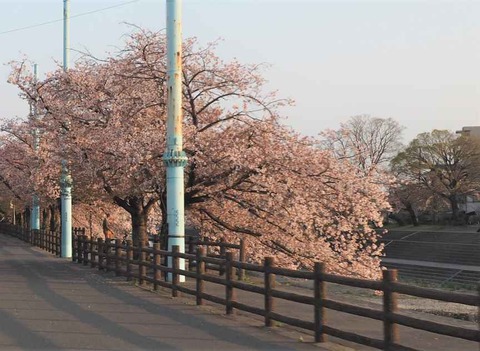 20230404桜 (3)